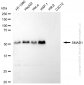 KD-Validated Anti-SMAD Family Member 1 Rabbit Monoclonal Antibody